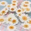 Decals 100pcs Real Natural Dried Pressed Flowers White Daisy Pressed Flower for Resin Jewelry Nail Stickers Makeup Art Crafts