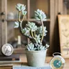 Flores decorativas planta carnuda bonsai pedra flor de lótus brocado estrela simulação verde decoração desktop vaso