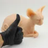 Essiccatori Scopri il dispositivo in silicone Sfinge Cat Tattoo Works Mostra ornamenti in silicone per gatti per tatuatori