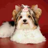 Vêtements de chien 10 pièces bande de caoutchouc pour animaux de compagnie accessoires de cravate de cheveux fille chiot bandeaux décoratifs cravates pour chiens filles coiffure de fête