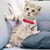 Hundkläder smoking krage katt levererar husdjur båg slips valp krage fyra säsonger dekorativ kattunge bomull söt justerbar för liten
