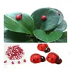 Christmas Decorations 2000Pcs Wooden Beads Ladybird Ladybug Stickers Children Kids Cartoon Toys Painted Adhesive Back Craft Home Par Dhfge