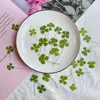 Pressed Dried Natural Clover Four Leaf Plant Herbarium For Epoxy Resin Makeup Jewelry Postcard Invitation Card Phone Case DIY 240223