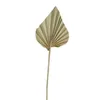 20 шт. сушеные пальмовые листья в стиле бохо, маленькие настоящие вееры со стеблем, декоративная ваза из листьев 240223
