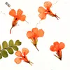 Fleurs décoratives petites fleurs pressées séchées pour bricolage Bracelet en résine lobélie bleue vraies plantes 120 pièces