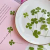 Pressed Dried Natural Clover Four Leaf Plant Herbarium For Epoxy Resin Makeup Jewelry Postcard Invitation Card Phone Case DIY 240223