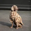 Köpek Kıyafet Kış Palto Ceket Küçük Büyük Büyük Evcil Hayvan Kaniş Samoyed Husky Dobermann Labrador Altın Retriever Giyim Kostüm