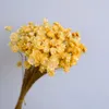 Dekorativa blommor torkade mini Daisy Small Star Bouquet Natural Plants Preserve Floral For Wedding Home Decorat 30/50pcs