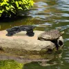 Plate-forme de tortue en résine pour animaux de compagnie, décor d'escalade, réservoir de Reptiles, rampe délicate, Terrarium, grotte, cachette, abri pour se prélasser