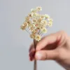 Dekorativa blommor torkade mini Daisy Small Star Bouquet Natural Plants Preserve Floral For Wedding Home Decorat 30/50pcs
