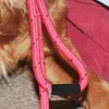 Hundehalsbänder 5 Stück Abschleppseilgriff Haustierleine Ärmelgriff Wraps Ärmel Zubehör für Schwammabdeckungen Kollodium