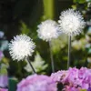 Solar Garden Lights Fairy LED Dandelion Light Waterproof ciepłe światło na zewnątrz girland Lampa na imprezę dekoracyjną