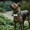 Collari per cani 6 pezzi Targhette identificative a forma di osso Targhetta identificativa per animali domestici in acciaio inossidabile Cucciolo vuoto fai da te