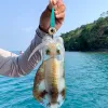 Lures 5/10st Electronic Squid Hook LED Lysande räkor Squid Night Fishing Squid Jigs Lure Djup Drop Flash Light Fishing Accessories