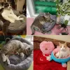 Tapis lit pour chat maison en peluche patte de chat coussin tapis canapé pour chat accessoires Cama Perro Gato petit lit pour chien pour chiot chaton chats fournitures