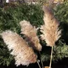 Decorative Flowers Large Pampas Grass Dried Fluffy Natural Home Boho Decor Country Wedding Pompas Floral Decoration