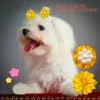 Tillbehör 50/100 st husdjur Hund hårbågar gummiband Pearl Flowers Bows For Small Dogs Pets Hunds Grooming Bows For Dog Hair Accessories