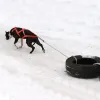 カラー防水犬そりを引っ張るハーネスペットマッシングハーネスハスキーペットエクササイズバイクジョーリングスキージョーリングハーネス