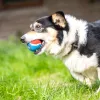 Bola de tênis interativa para cães, bola de borracha com som de salto alto para treinamento de cães pequenos e médios, bola de jogo ao ar livre