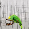 おもちゃの鳥のミラーロープムラーステンレススチールバイト抵抗性パロットスイング快適な止まり鳥のケージパラキートオコーティエルトイアクセサリー