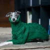 セーターズグリーンタートルネック厚いペットセーターイタリアングレイハウンドホイペットトゥワリグニット犬の服