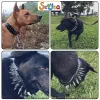 Collari AntiBite Collare per cani con borchie a spillo Cuoio PU per cani Collare regolabile Bulldog Pug Cucciolo Collari per cani di grossa taglia Forniture per animali domestici