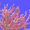 Artificial Coral Aquarium Fish Tank Decoration Landscape Ornament Accessories Supplies 240226