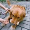 おもちゃ犬の噛むおもちゃの攻撃的な噛む頑丈なチューガーインタラクティブピーナッツフレーバーナイロンボーン歯クリーニングスティックペットおもちゃ（1PC）