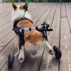 Equipo Perro Silla de ruedas Coche Parálisis de las extremidades traseras Asistencia para mascotas Discapacidad Columna vertebral Patas traseras Andador para gatos Ancianos impotentes Falanges de conejo