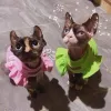 衣類2021ラグジュアリースフィンクス猫服の髪のない猫用サマードッグファンシードレス