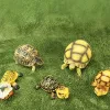 Dekor Reptil DIY Simulation Moos Rasen Rasen Reptil Terrarium Dekor Bettwäsche Substrat Kunstrasen Matte Eidechse Schlange Schildkröte Dekor