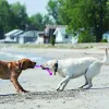 Jouets KONG SafeStix Jouet à rapporter pour chien solide et flexible avec des matériaux sûrs et durables (couleurs assorties)