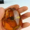 Rare Amber Spider Amber Spider Pendant301V