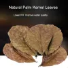 Treatment 200/100/50pcs Natural Terminalia Catappa Leaves Aquarium Decoration Fish Tank Cleaning Tools Water Treatment Almond Leaf Fish