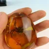 Rare Amber Spider Amber Spider Pendant261V