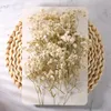 50 pezzi Mini fiori secchi per l'alito del bambino Gypsophila Avorio Fiori naturali per vaso Matrimonio Home Office Party Garden Card Making Decor 240228