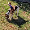 犬のアパレルペットカウボーイライダーの衣服帽子ハロウィーンかわいいスーツコスチュームコスチューム小さな中程度の大きな犬コスプレ230901