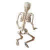 Decorative Objects Figurines 36cm Lifelike Human Bones Halloween Skull Skeleton Decoration Anatomical Model 230901