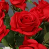 Dekorativa blommor 6st Artificial Rose Silk Tyg Alla hjärtans dag Flower Wedding Home Decoration