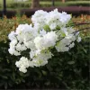 Üst düzey uzun yapay çiçekler buket simülasyonu kiraz çiçeği çiçek beyaz pembe şampanya ev için mevcut düğün partisi dekorasyon malzemeleri 100 cm