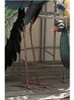 Decorações de jardim decoração ao ar livre metal pássaro escultura pavão tela aberta decoração piso ornamentos ferro grande simulação estatuetas animais