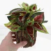 Dekorative Blumen gefälschte künstliche Pflanzen Dekor Topfblume Mini Haustür Dekorationen Kunststoff