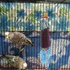 Otros suministros para pájaros Parrot Chew Toy Colgando Masticar Aves Juguetes Periquito Jaula Accesorios Grandes Suspensión de madera