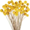 Fleurs décoratives 10 pièces naturel frais séché Eternell Craspedia Billy bouton boules Bouquets pour toujours orbes d'or Gobosa décor à la maison cadeaux