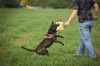 Coleiras de cachorro trelas treinamento mordida travesseiro linho amarelo brinquedo com 3 alças duráveis resistentes para cães médios a grandes jogos interativos 230906