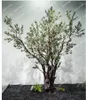Fleurs décoratives en bois massif, imitation d'arbre, Olive séchée, décoration intérieure, faux arbres, plante verte pour salon