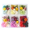 Dekorative Blumen Home Decor Flores Secas Mix gepresstes getrocknetes Gypsophila für Seife Kerzenherstellung Dekoration DIY Ornament Scrapbooking