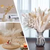 Faux kwiatowa zieleń 60pcs Naturalny suszony pampas trawiasty bukiet do bohemian szykownie dekoracja suszona kwiat królików akcesoria ślubne dekoracje 230907