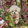 Vêtements pour chiens Robe de printemps Jupe de chat Yorkshire Terrier Poméranie Caniche maltais Bichon Frise Schnauzer Vêtements Chiot Petits vêtements