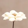 Dekorativa blommor röd bauhinia torkad lotus gren naturlig bevarad blomma kreativ bröllopsdekoration blommig